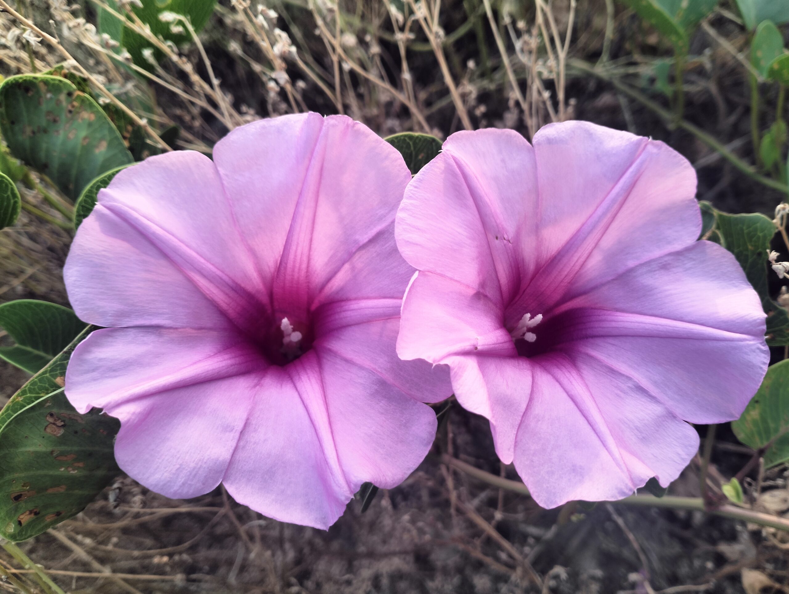 The Morning Glowing Flower-Ipomoea pes-caprae
