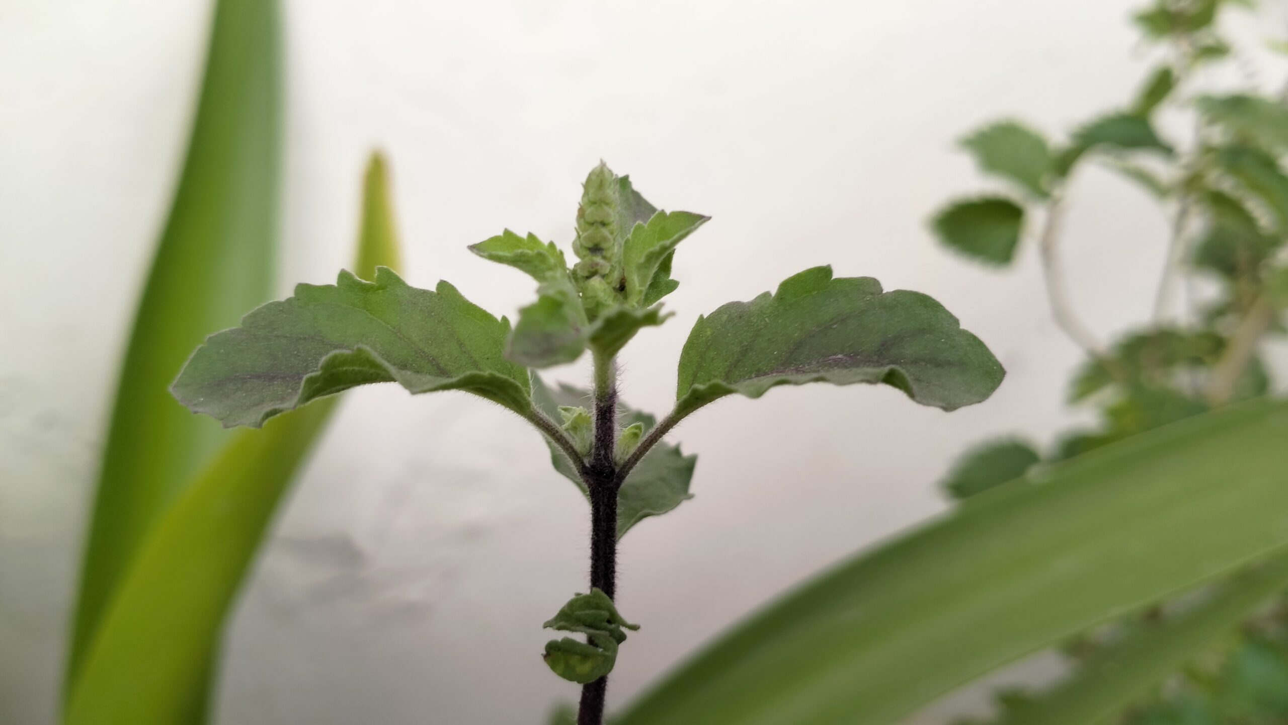 The Green nature on earth part 1, tulsi