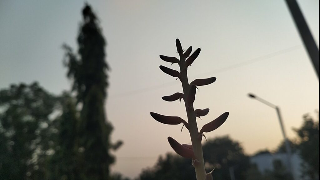 Flowers in the making