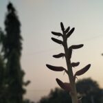 Flowers in the making